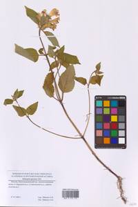 Galeopsis speciosa Mill., Eastern Europe, Moscow region (E4a) (Russia)
