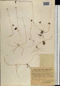 Coptidium lapponicum (L.) Á. Löve & D. Löve, Siberia, Yakutia (S5) (Russia)