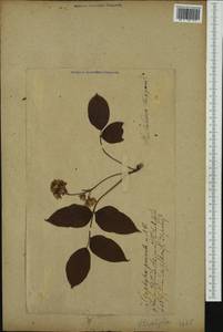 Staphylea pinnata L., Western Europe (EUR) (Not classified)