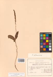 Platanthera chorisiana var. elata Finet, Siberia, Russian Far East (S6) (Russia)