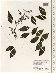 Toddalia asiatica (L.) Lam., South Asia, South Asia (Asia outside ex-Soviet states and Mongolia) (ASIA) (Vietnam)