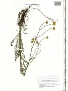 Tanacetum kittaryanum subsp. sclerophyllum (Krasch.) Tzvelev, Eastern Europe, Middle Volga region (E8) (Russia)