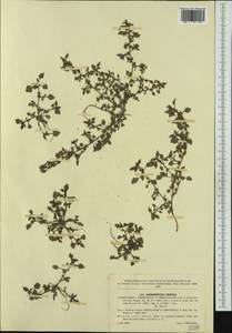 Amaranthus crispus (Lesp. & Thévenau) N. Terracc., Western Europe (EUR) (Czech Republic)