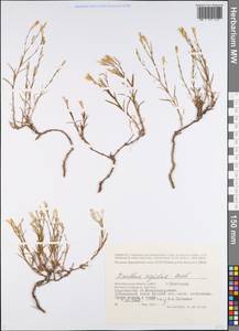 Dianthus rigidus M. Bieb., Eastern Europe, Lower Volga region (E9) (Russia)