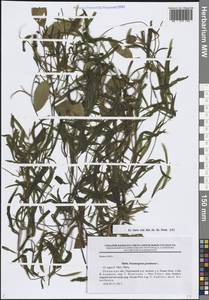 Potamogeton gramineus L., Eastern Europe, North-Western region (E2) (Russia)