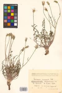 Scorzonera cana (C. A. Mey.) O. Hoffm., Eastern Europe, Lower Volga region (E9) (Russia)