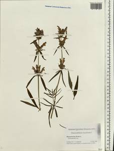 Dracocephalum ruyschiana L., Eastern Europe, Moscow region (E4a) (Russia)