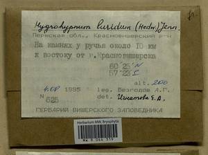 Hygrohypnum luridum (Hedw.) Jenn., Bryophytes, Bryophytes - Permsky Krai, Udmurt Republic, Sverdlovsk & Kirov Oblasts (B8) (Russia)
