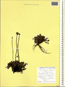 Globularia trichosantha Fisch. & C. A. Mey., Crimea (KRYM) (Russia)