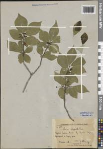 Lonicera chrysantha Turcz., Siberia, Russian Far East (S6) (Russia)