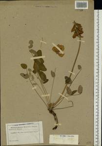 Hedysarum grandiflorum Pall., Eastern Europe, South Ukrainian region (E12) (Ukraine)