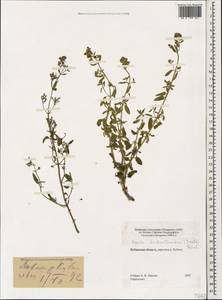 Nepeta cyanea subsp. biebersteiniana (Trautv.) A.L.Budantsev, Caucasus, Stavropol Krai, Karachay-Cherkessia & Kabardino-Balkaria (K1b) (Russia)
