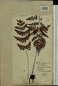 Dryopteris carthusiana (Vill.) H. P. Fuchs, Eastern Europe, Lithuania (E2a) (Lithuania)