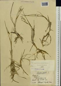 Scheuchzeria palustris L., Eastern Europe, Central region (E4) (Russia)