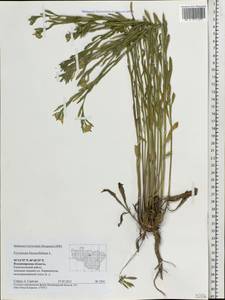 Erysimum odoratum Ehrh., Eastern Europe, Central region (E4) (Russia)