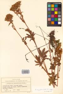 Potentilla tanacetifolia Willd. ex D. F. K. Schltdl., Siberia, Russian Far East (S6) (Russia)