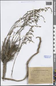 Artemisia marschalliana Spreng., Eastern Europe, Middle Volga region (E8) (Russia)