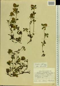 Trifolium diffusum Ehrh., Eastern Europe, South Ukrainian region (E12) (Ukraine)