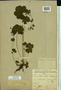 Alchemilla cymatophylla Juz., Eastern Europe, Moscow region (E4a) (Russia)