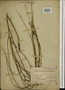 Chondrilla juncea L., Caucasus, Azerbaijan (K6) (Azerbaijan)
