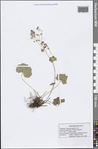 Alchemilla plicata Buser, Eastern Europe, Middle Volga region (E8) (Russia)