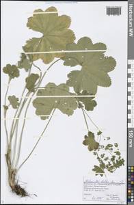 Alchemilla baltica Sam. ex Juz., Eastern Europe, Volga-Kama region (E7) (Russia)