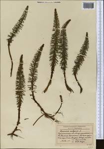 Hippuris vulgaris L., Middle Asia, Northern & Central Kazakhstan (M10) (Kazakhstan)