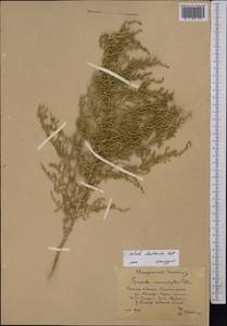 Nitrosalsola dendroides (Pall.) Theodorova, Middle Asia, Pamir & Pamiro-Alai (M2) (Kyrgyzstan)
