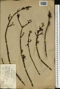Acer saccharinum L., Eastern Europe, Central region (E4) (Russia)