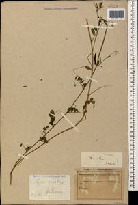 Vicia sativa L., Caucasus, Abkhazia (K4a) (Abkhazia)