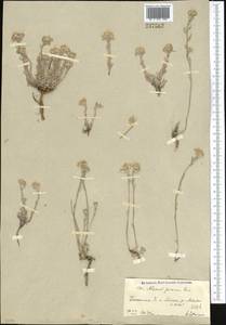 Alyssum lanceolatum Baumgartner, Middle Asia, Kopet Dag, Badkhyz, Small & Great Balkhan (M1) (Turkmenistan)