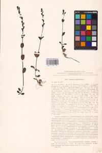 MHA 0 160 730, Veronica serpyllifolia L., Eastern Europe, Northern region (E1) (Russia)