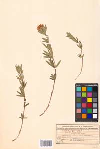 Trifolium lupinaster L., Eastern Europe, Moscow region (E4a) (Russia)