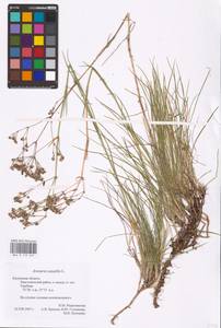 Eremogone saxatilis (L.) Ikonn., Eastern Europe, Central region (E4) (Russia)