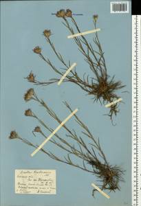Dianthus pseudarmeria M. Bieb., Eastern Europe, Rostov Oblast (E12a) (Russia)