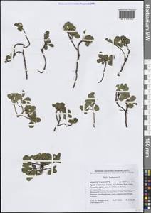 Salix herbacea L., Western Europe (EUR) (Spain)