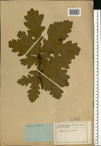 Quercus robur L., Eastern Europe, Moscow region (E4a) (Russia)