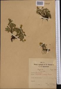 Potentilla cinerea subsp. incana (G.Gaertn., B.Mey. & Scherb.) Asch., Middle Asia, Northern & Central Kazakhstan (M10) (Kazakhstan)