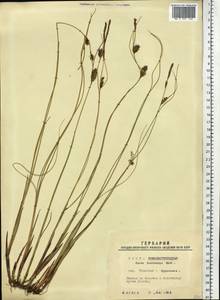 Carex lasiocarpa Ehrh., Siberia, Western Siberia (S1) (Russia)