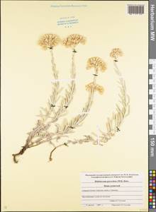 Helichrysum graveolens (M. Bieb.) Sw., Caucasus, North Ossetia, Ingushetia & Chechnya (K1c) (Russia)