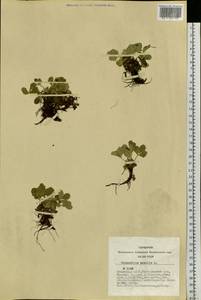 Potentilla acaulis L., Siberia, Altai & Sayany Mountains (S2) (Russia)