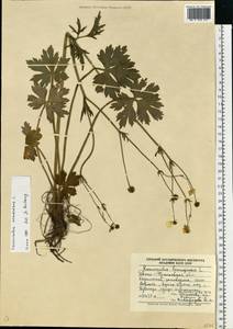 Ranunculus polyanthemos subsp. nemorosus (DC.) Schübl. & G. Martens, Eastern Europe, West Ukrainian region (E13) (Ukraine)