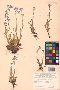 Myosotis alpestris F.W.Schmidt, Eastern Europe, Moscow region (E4a) (Russia)