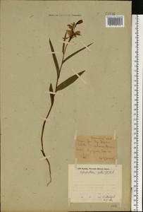 Cephalanthera rubra (L.) Rich., Eastern Europe, Eastern region (E10) (Russia)