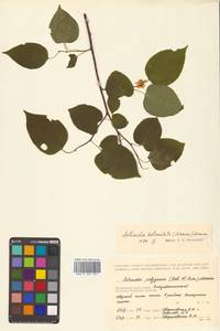 Actinidia kolomikta (Maxim. & Rupr.) Maxim., Siberia, Russian Far East (S6) (Russia)