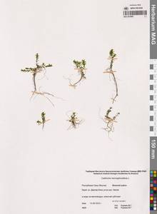 Callitriche hermaphroditica L., Siberia, Yakutia (S5) (Russia)