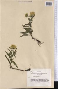 Pentanema britannicum (L.) D. Gut. Larr., Santos-Vicente, Anderb., E. Rico & M. M. Mart. Ort., Siberia, Altai & Sayany Mountains (S2) (Russia)