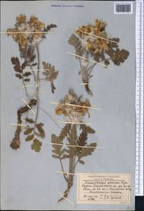 Phlomoides speciosa (Rupr.) Adylov, Kamelin & Makhm., Middle Asia, Western Tian Shan & Karatau (M3) (Kyrgyzstan)