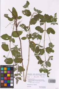 Mentha × dalmatica Tausch, Eastern Europe, Central forest-and-steppe region (E6) (Russia)