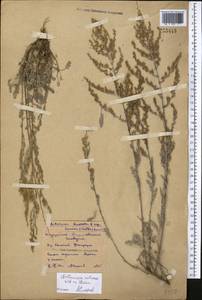 Artemisia nitrosa Weber ex Stechm., Middle Asia, Northern & Central Kazakhstan (M10) (Kazakhstan)